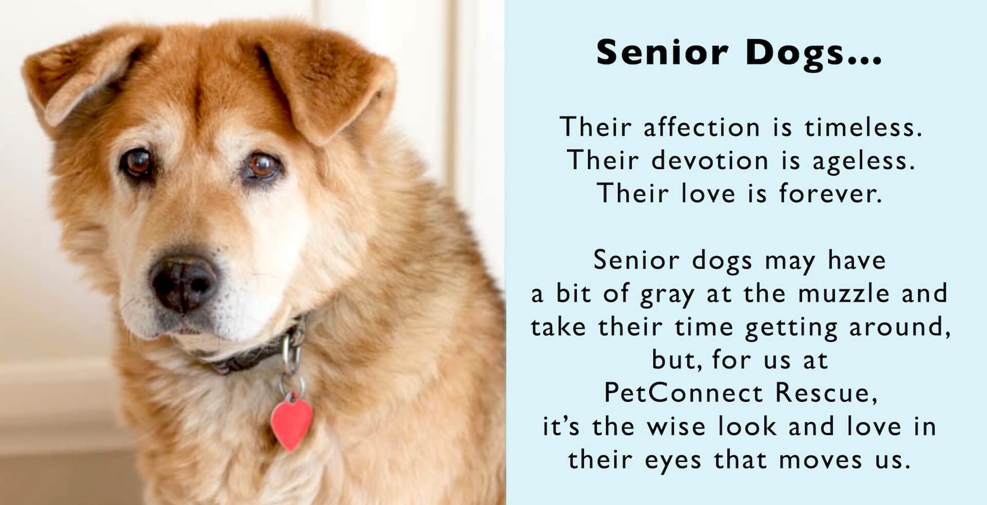 Senior Dog Program - PetConnect Rescue